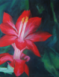 Red Cactus Flower